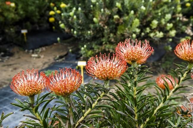 Visita a una plantacion de proteas een la Granja Agrícola del Cabildo. FOTOS: JC CASTRO