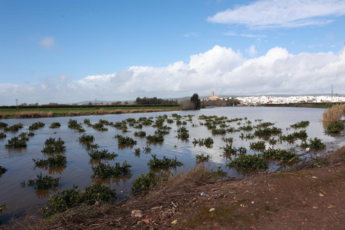 inundaciones en cultivos en Cantillana (Sevilla)