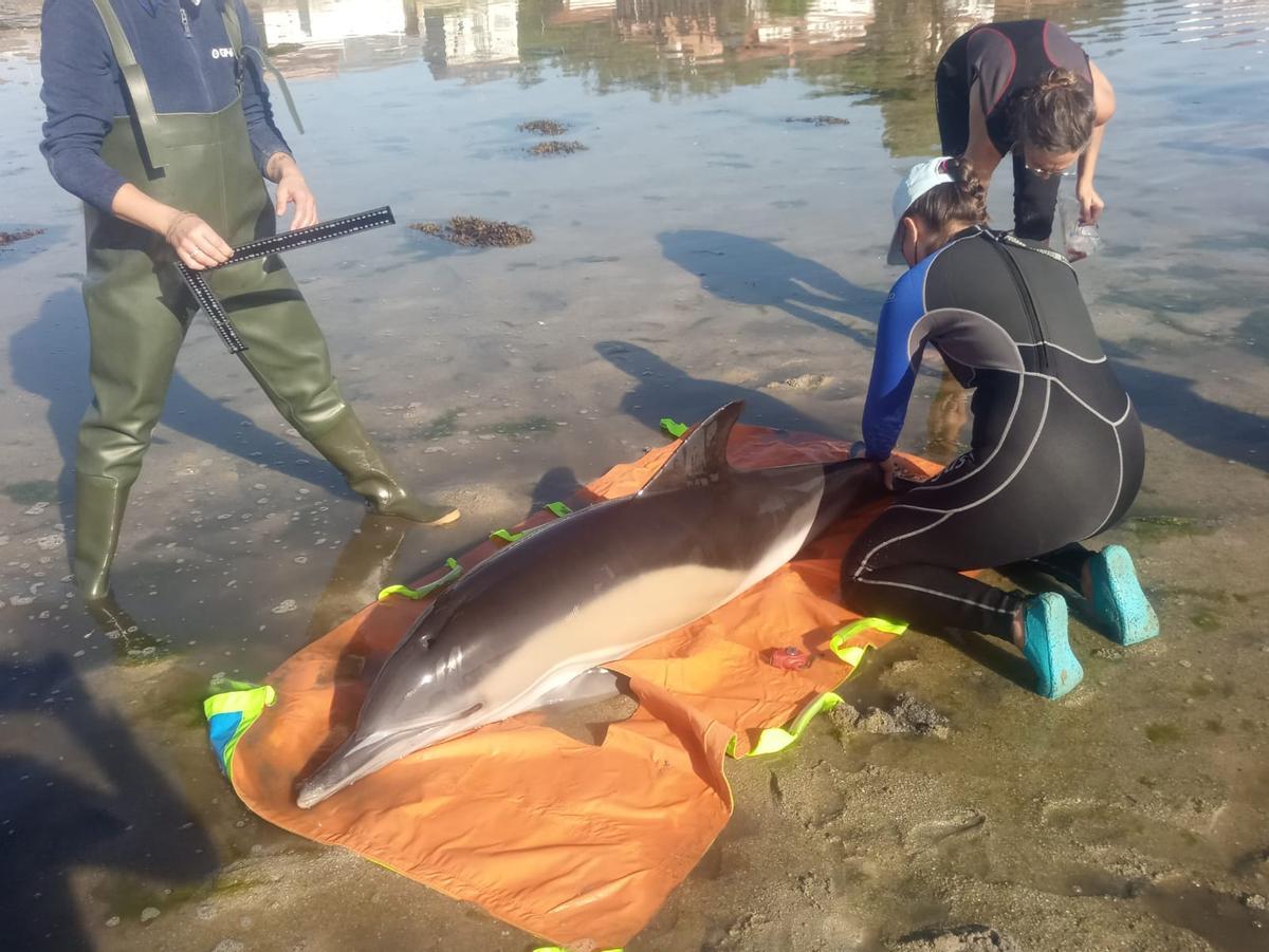 Expertos del CEMMA, junto a un ejemplar de delfín común varado en la costa gallega.