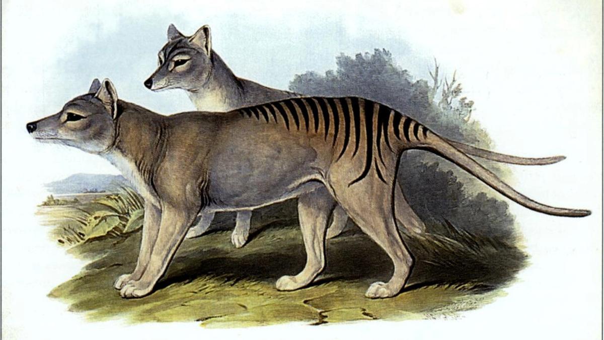 Thylacinus cynocephalus, también conocido como tigre de Tasmania, fue cazado hasta su extinción por los humanos.