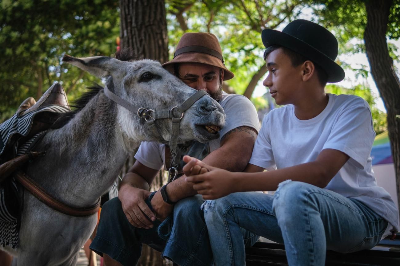 Noche de los Burros en La Laguna, julio de 2022