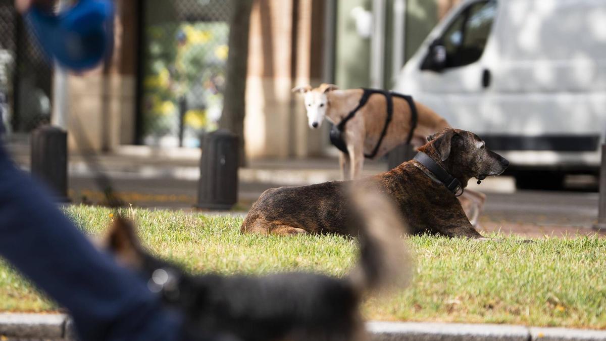Gossos sense lligar en la zona ZUC de la Avda Bogatell entre Doctor Trueta i av. Icària on es poden emportar els gossos deslligats sense risc a ser multat en la Vila Olímpica en la franja horària de 8.30h a 11.30h Barcelona, 5 de juny de 2026. Fotografia de Ferran Nadeu