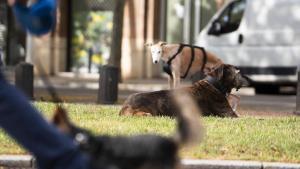 BCN consolida les zones per a gossos solts amb 114 àrees i més horaris