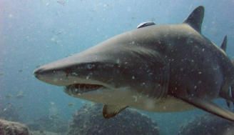 Los mayores tiburones de la Tierra dominaron Canarias hace 5 millones de años