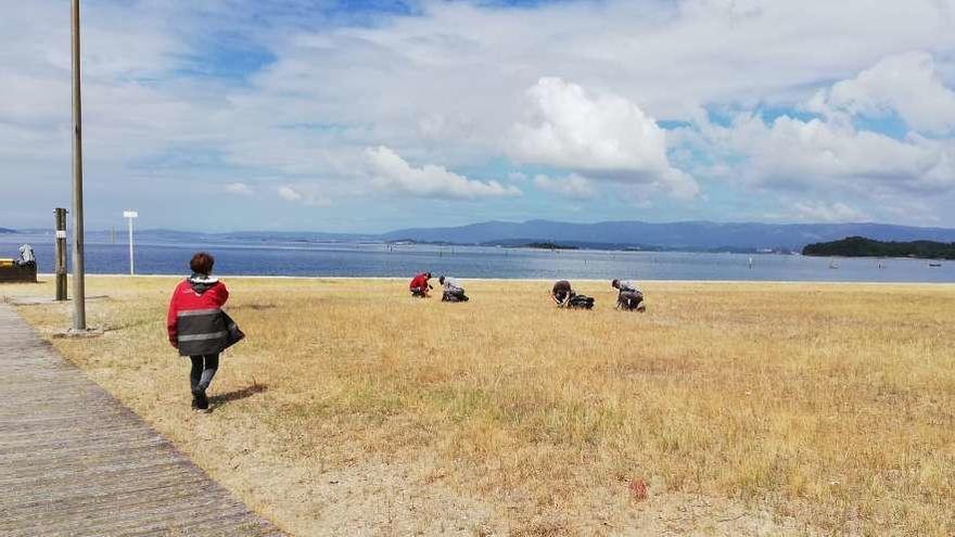 La retirada de los abrojos en la zona de la playa de A Concha-Compostela. // FdV