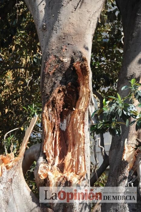 El día después de la caída de la rama del ficus de