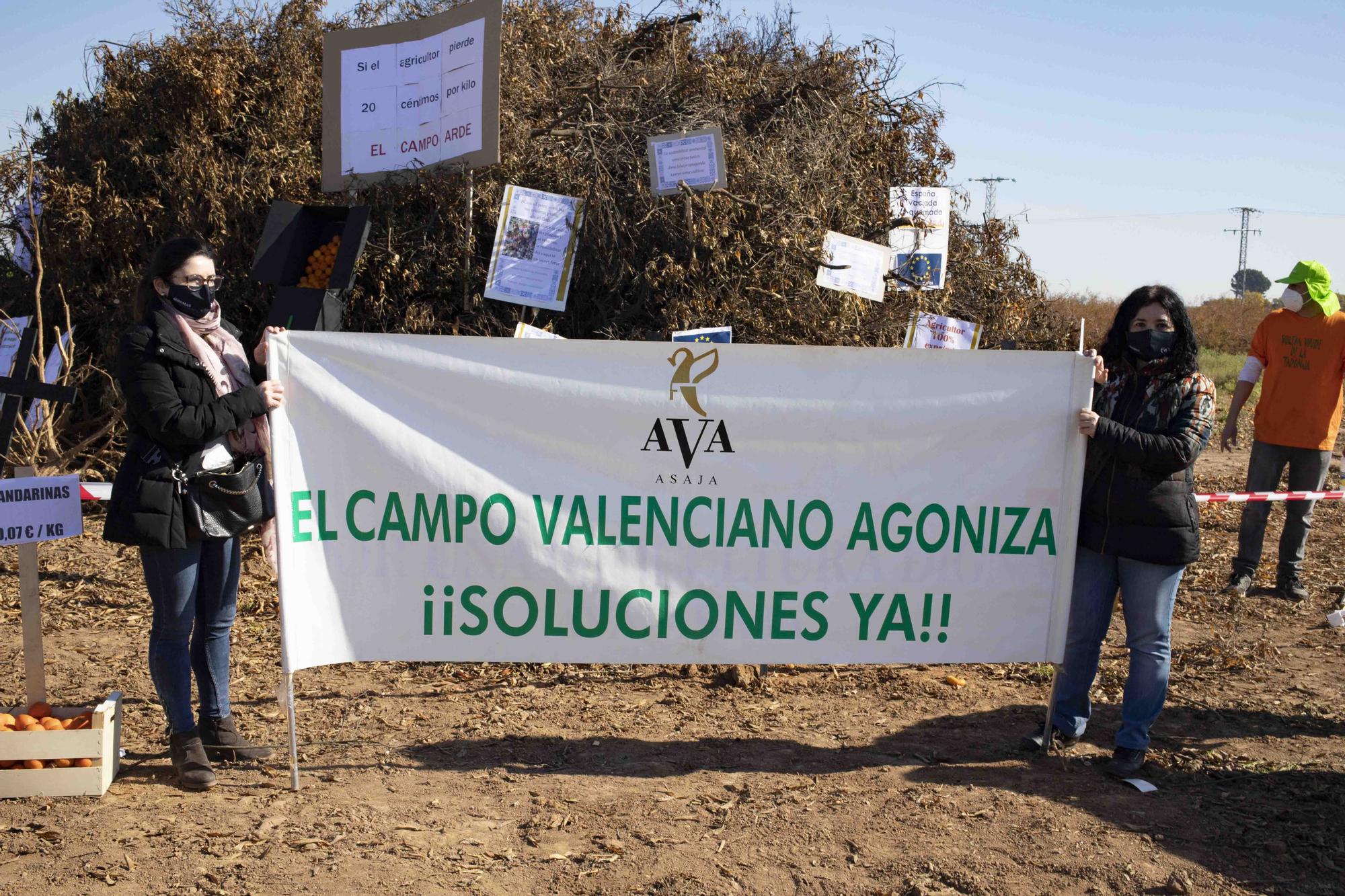 Quema de Naranjos arrancados por la baja rentabilidad en Algemesí.