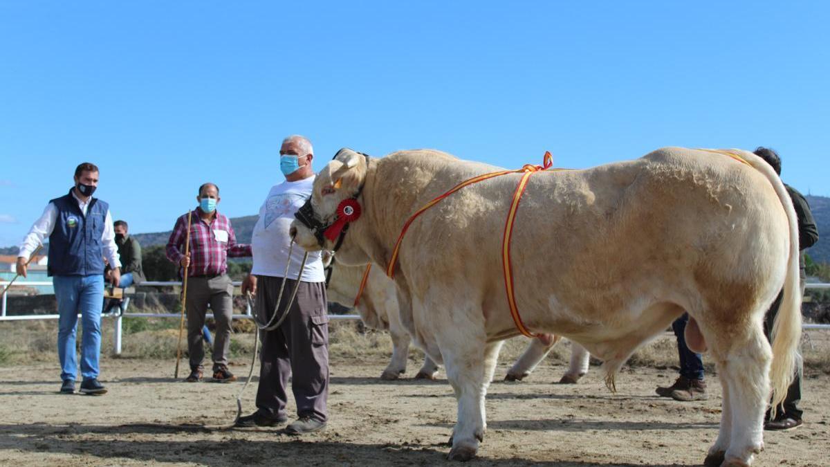 La excelencia y la calidad de los ejemplares que concurren a la Feria de Albalá es excepcional.