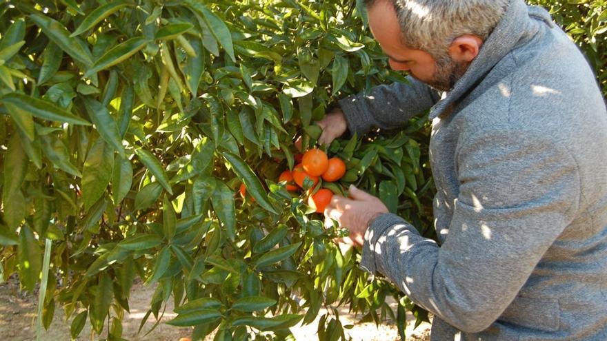 Los robos en cosechas descienden un 60 % en València