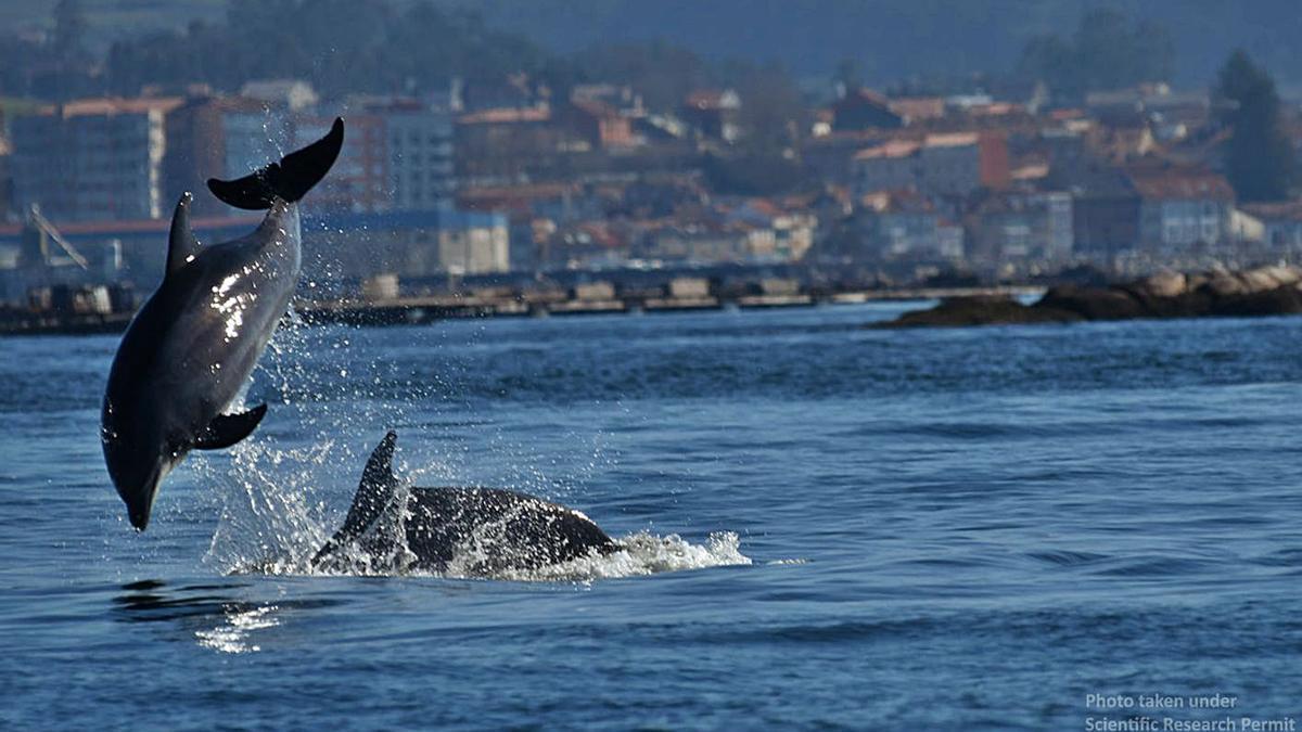 Delfines mulares seguidos
por el equipo del BDRI.