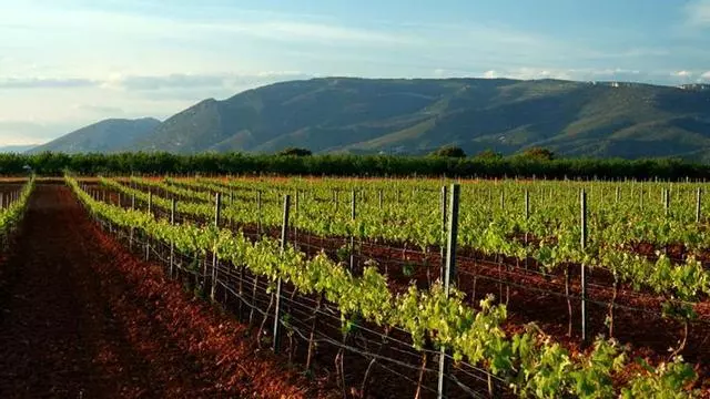 La DO Somontano propone tres eventos en Zaragoza para disfrutar de sus vinos en septiembre y octubre