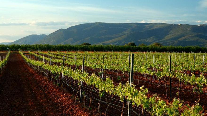 La DO Somontano propone tres eventos en Zaragoza para disfrutar de sus vinos en septiembre y octubre