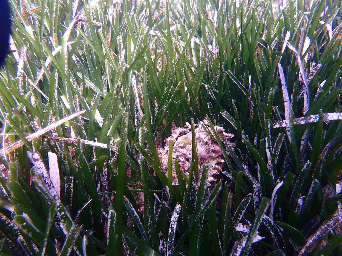 Una 'pinna rudis' entre la posidonia