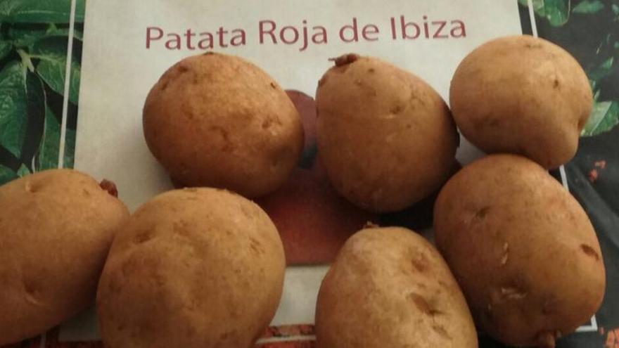 La patata ibicenca es cada vez más minoritaria en la isla