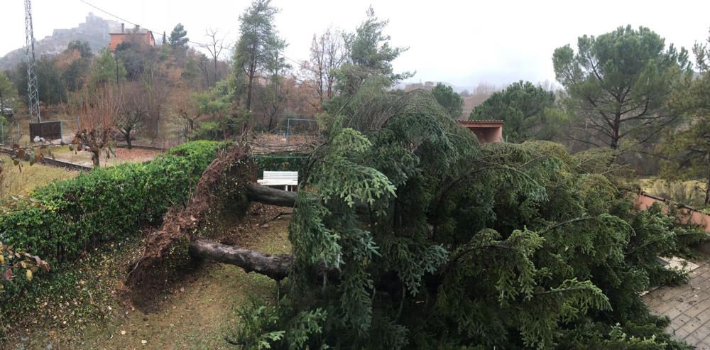 Ventada. El tornado o forta tempesta de vent que va passar per Cardona va arrencar  aquests avets tan grans de soca-rel