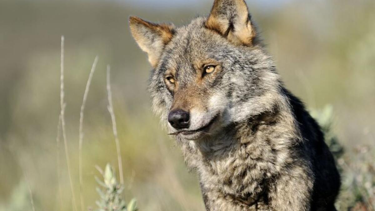 Imagen de un lobo ibérico.