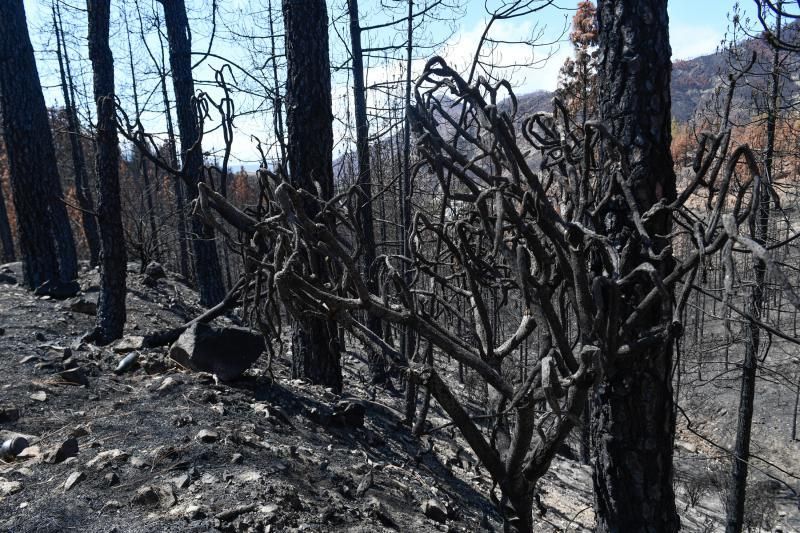 Reportaje sobre las zonas quemadas tras dos meses