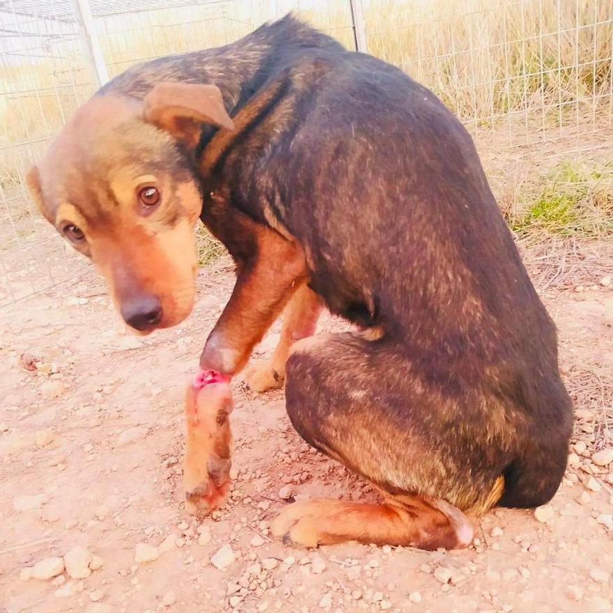 El perro que va a perder la pata.