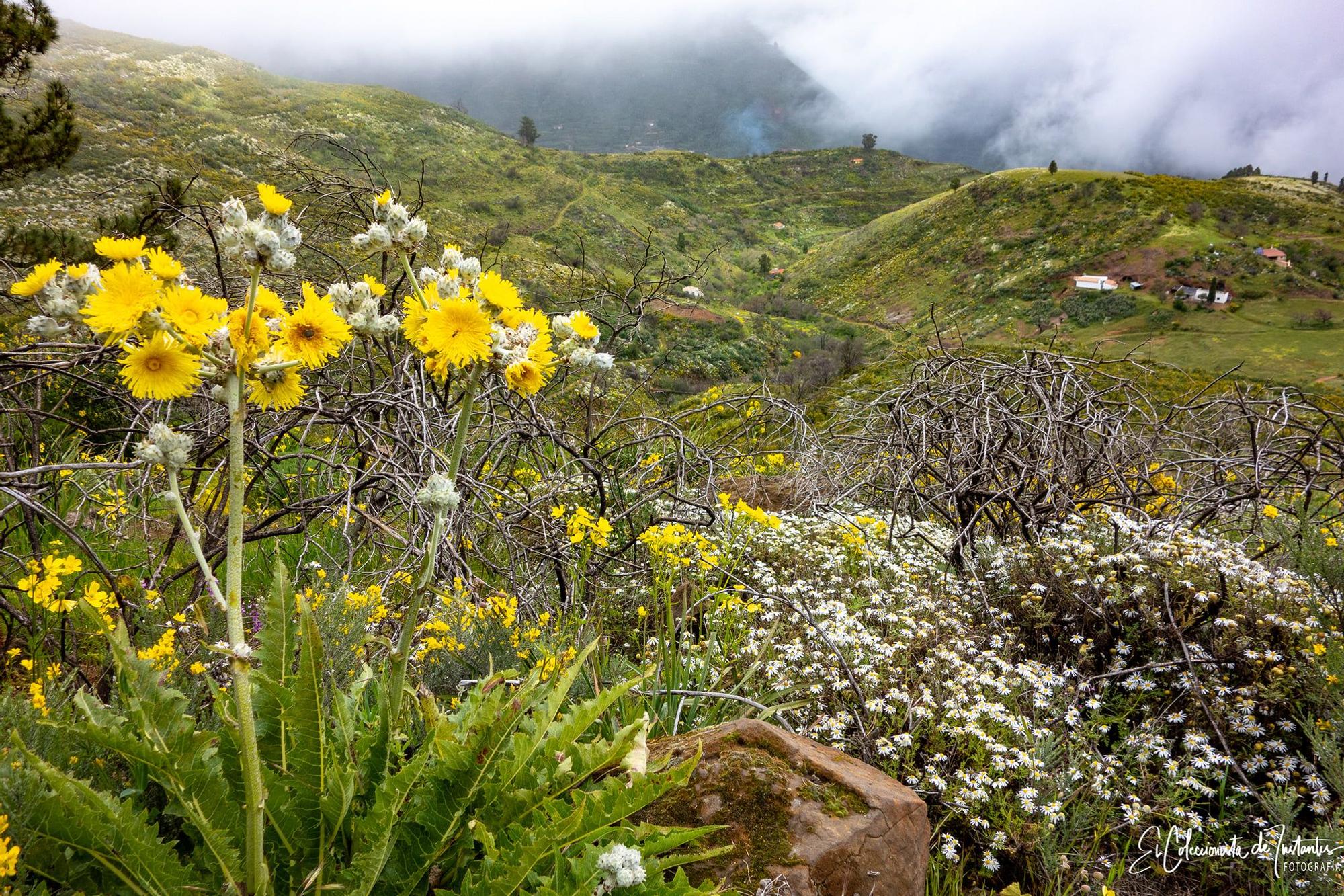 Ruta entre los Llanos de Ana López y Degollada Becerra, en Gran Canaria