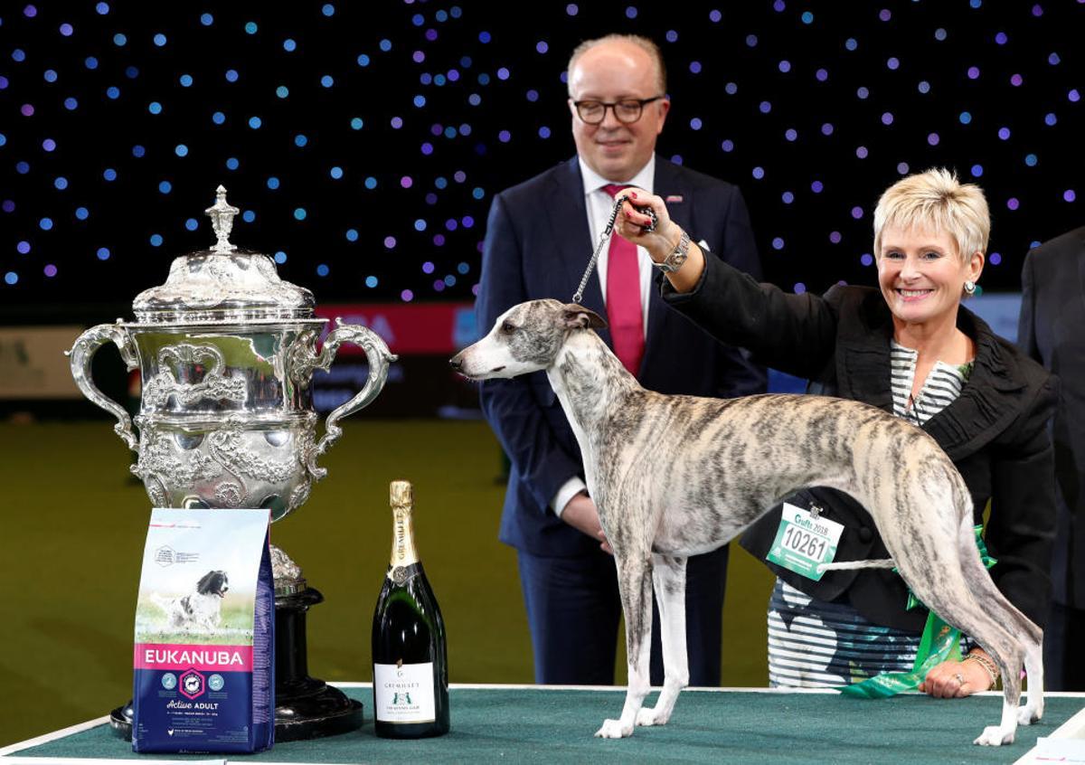 Crufts Dog Show, l'exhibició de gossos més gran d'Anglaterra
