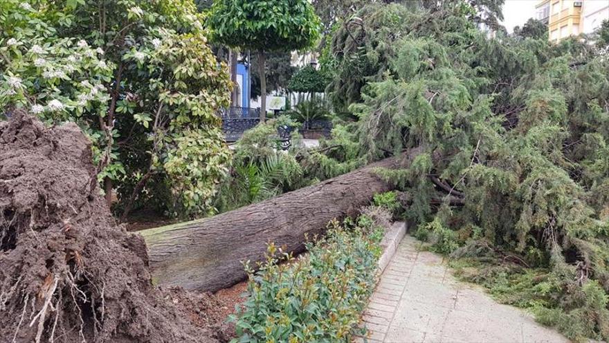 Cae un árbol en Rute por el viento