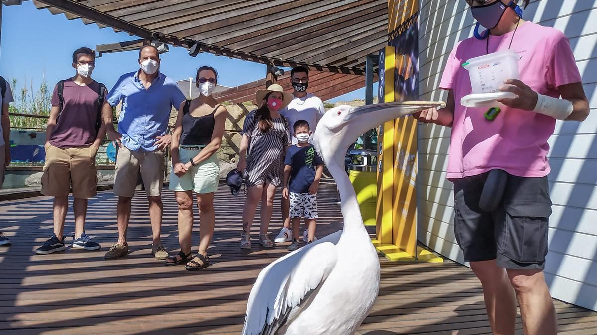 El Oceanogràfic obtiene el Certificado de Turismo Seguro.