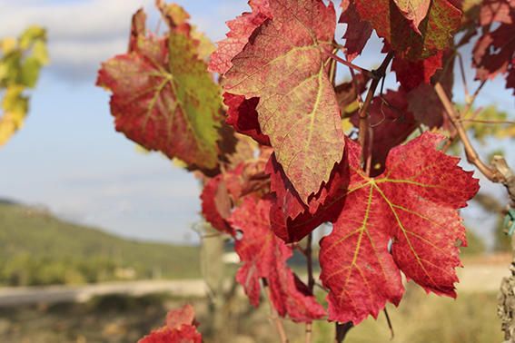 Fulla. Els pàmpols, fulles del cep, quan arriba la tardor, van canviant de color, s’assequen i cauen.