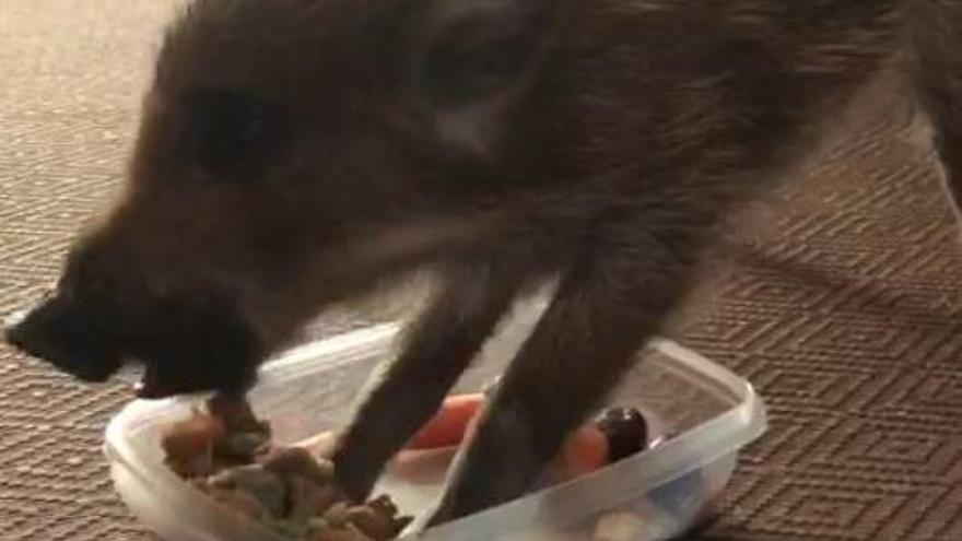 El pequeño jabato comiendo.