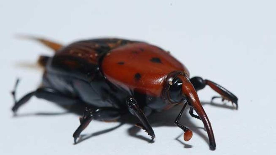 El picudo rojo es un escarabajo originario del sudeste asiático que llegó a España en 1995.