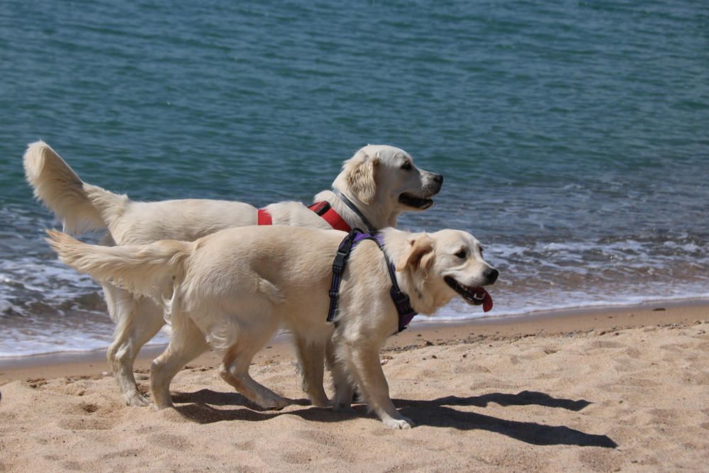 Veïns de Palamós reclamen a l'Ajuntament una platja adequada per a les mascotes