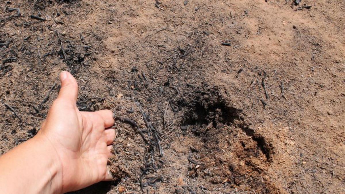 Sanidad controla 40 captaciones y una playa en las zonas incendiadas 