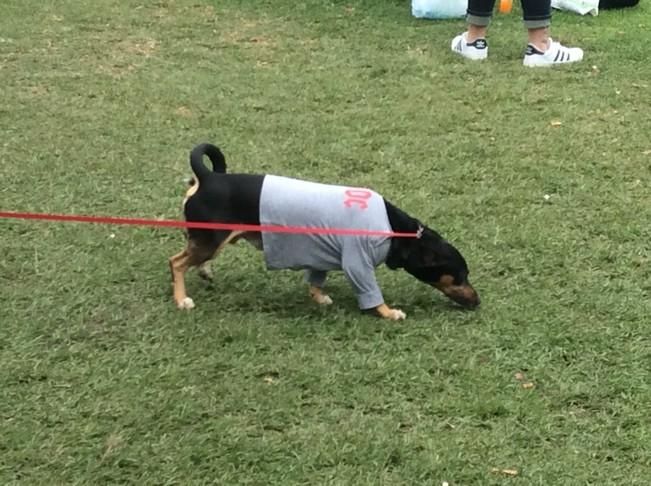 Carnaval de Las Palmas de Gran Canaria 2017: Carnaval Canino