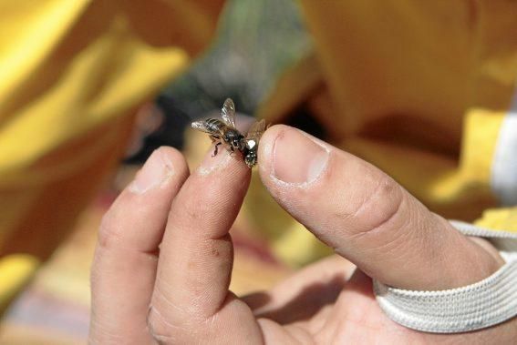 Pau Ixent Queralt und Biel Coll sind die einzigen Züchter von Bienenköniginnen auf der Insel. Ein Besuch auf den Wiesen von Son Berga bei Alaró