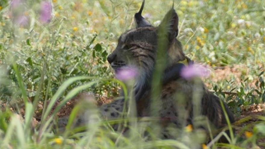 Un lince ibérico que fue liberado en Portugal se planta en Barcelona