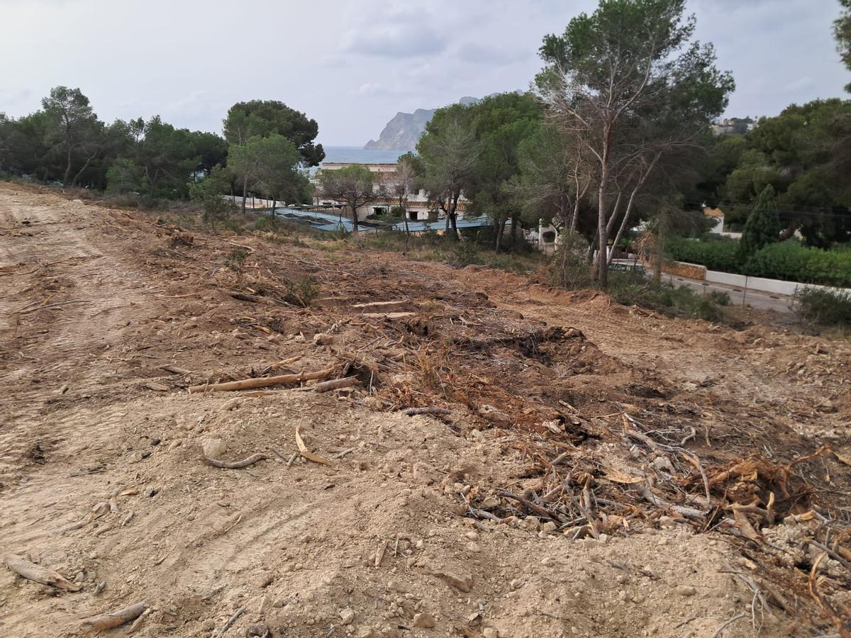 Los trabajos han ido más allá de una tala quirúrgica de pinos