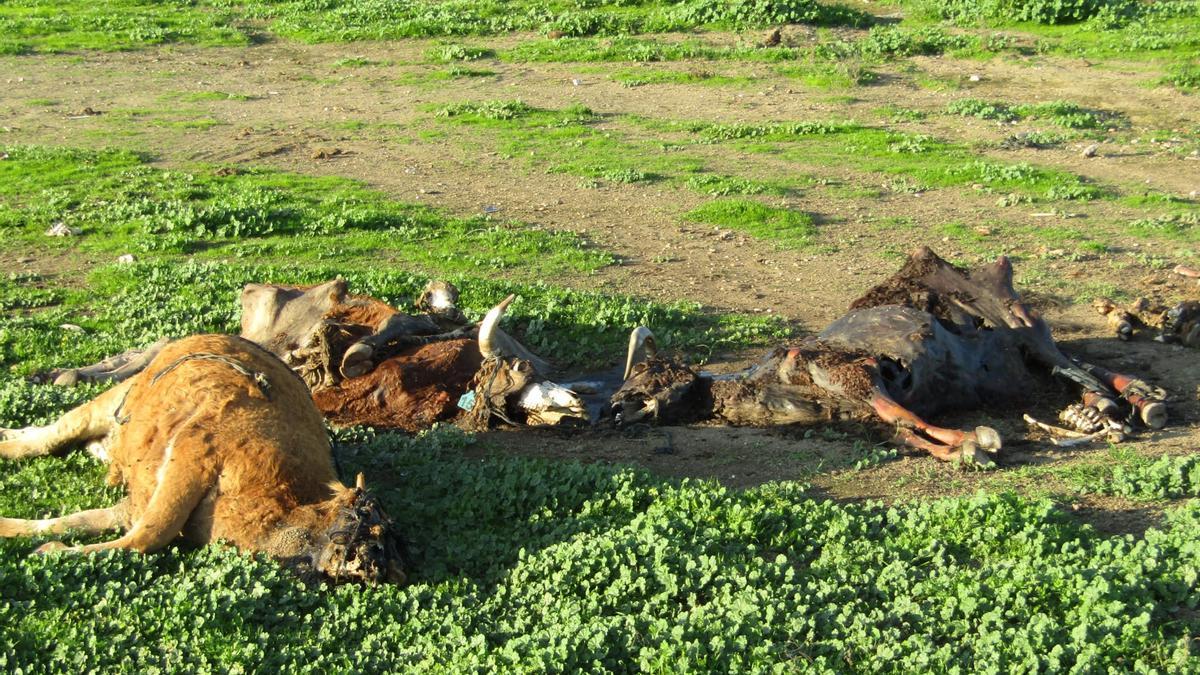 Vacas muertas, en la explotación a la que ha denunciado El Refugio de Plasencia.