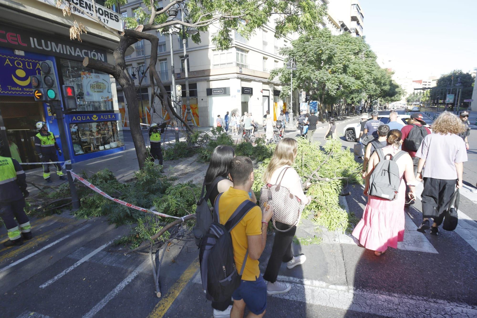 Cae la rama de un árbol junto a la plaza San Agustín de València