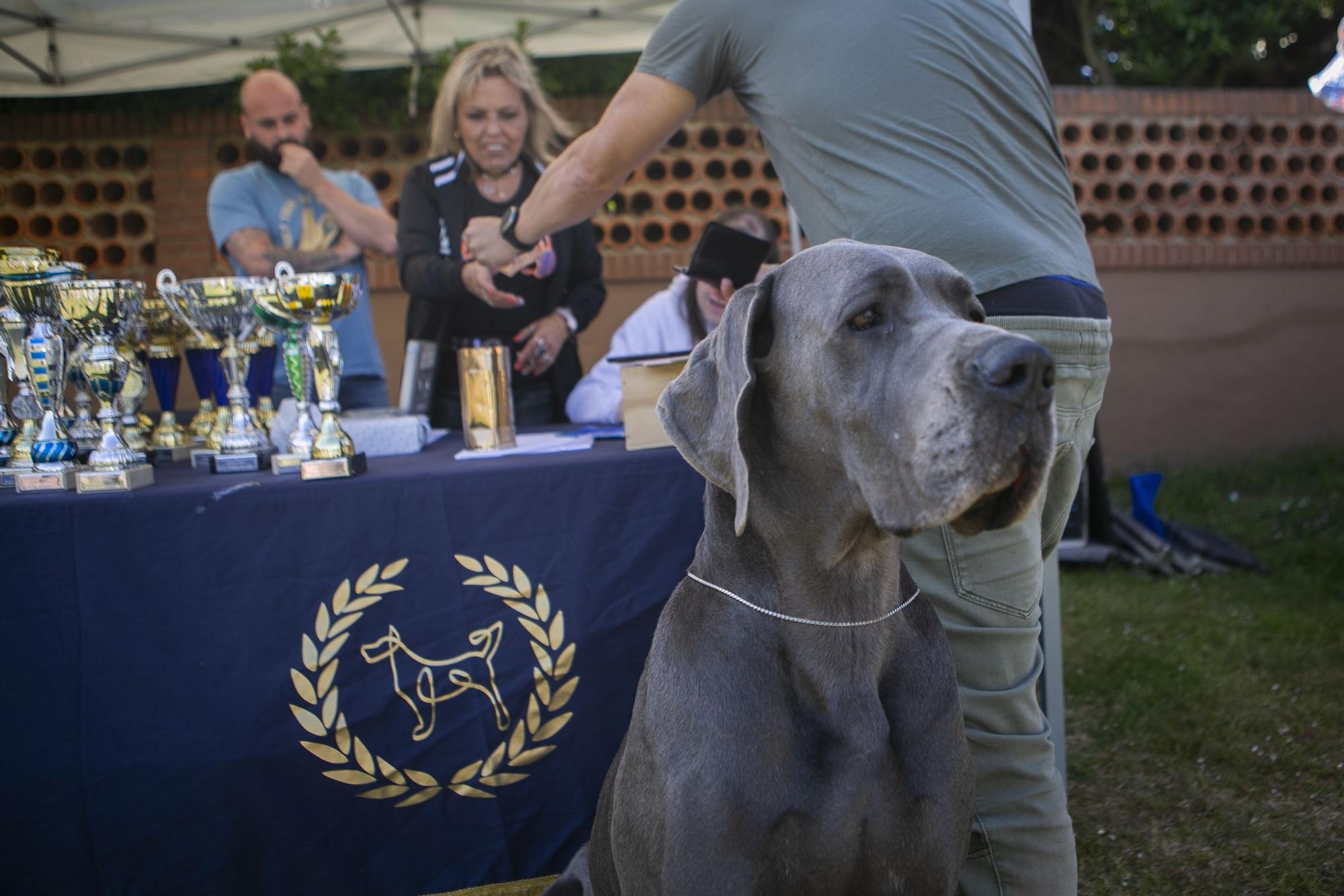 En imágenes: así fue el campeonato de surf para perros en Salinas