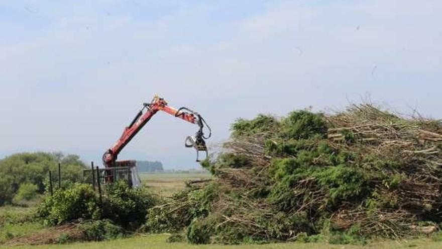 Talan una parte de los pinos del área de Arnao para combatir la procesionaria