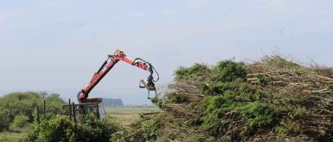 Talan una parte de los pinos del área de Arnao para combatir la procesionaria