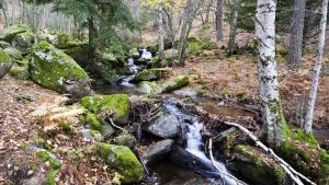 El bosque encantado de este municipio a escasa distancia de Madrid parece sacado de una película de Disney