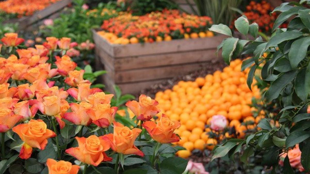 Los visitantes podrán ver y oler más de 10.000 rosas en la Exposición Nacional de Rosas de Sant Feliu.