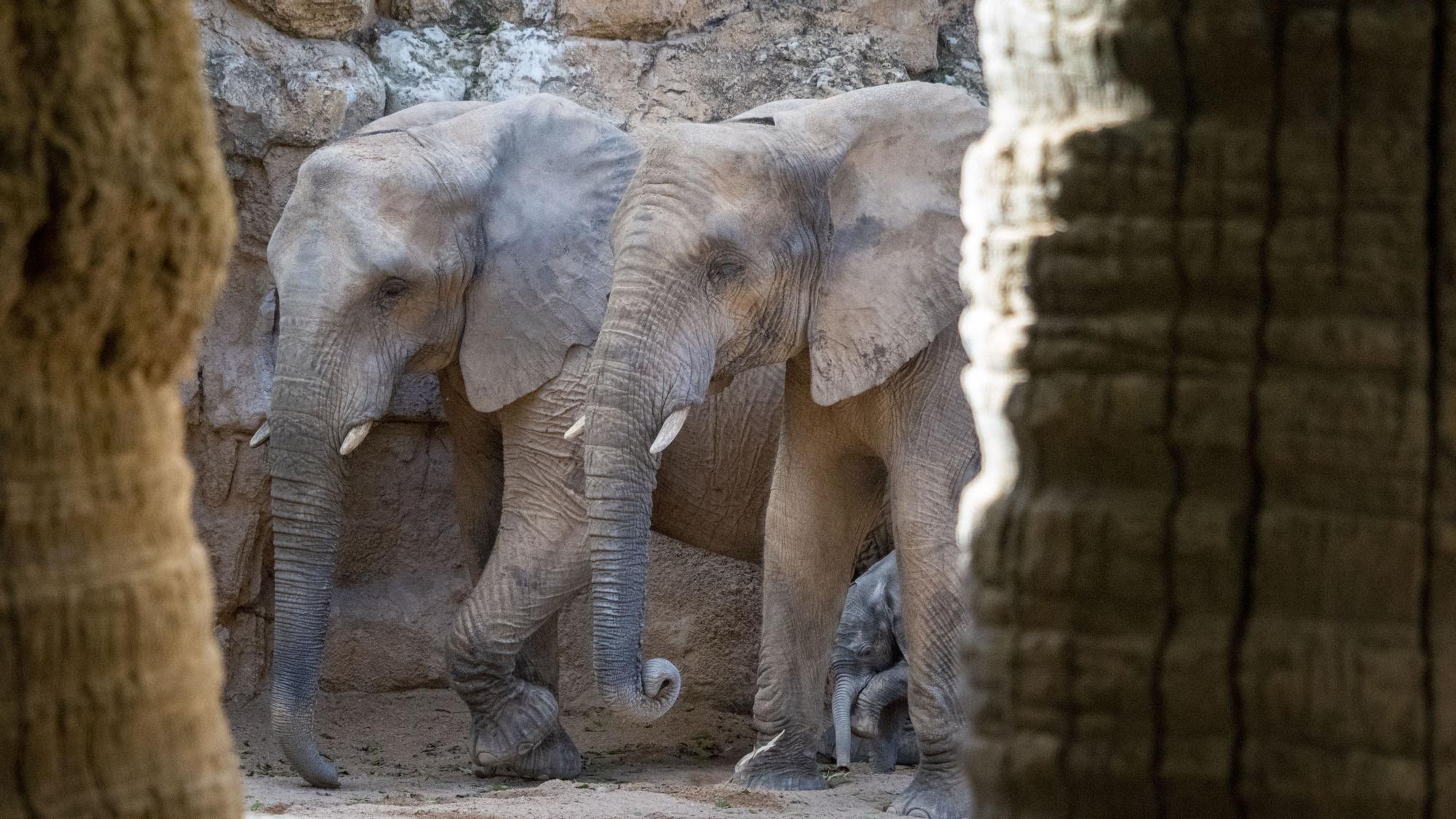 Nace el primer elefante africano en la Comunitat Valenciana