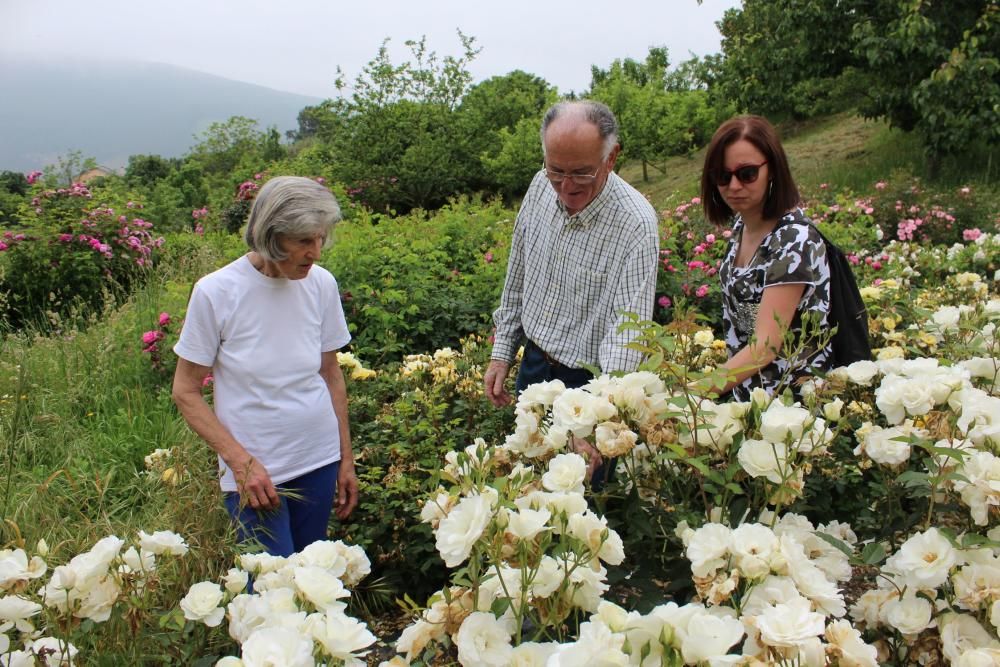 Las rosas se adelantan al Corpus en Castropol