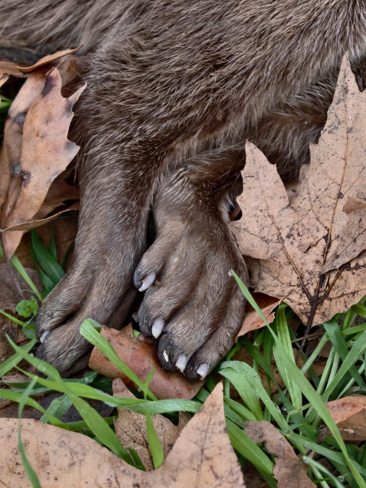 Imagen del animal fallecido.