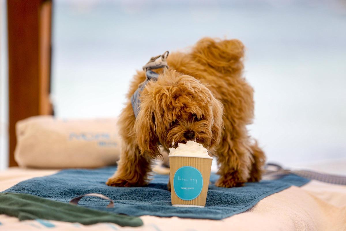 Imagen del spa canino en Nobu Hotel Ibiza Bay.