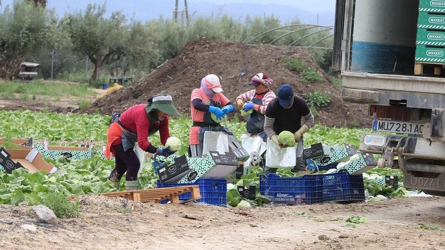 Trabajadores del campo recolectan lechugas.