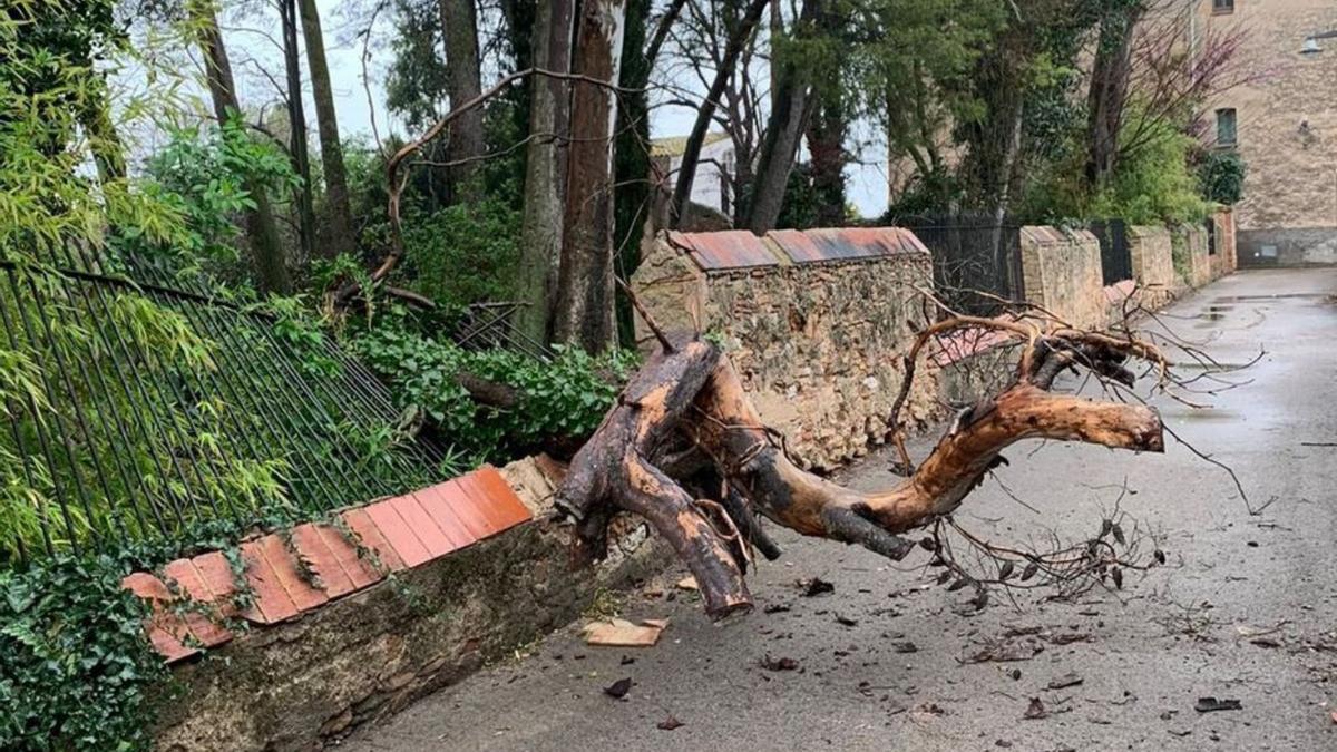 Arbres del jardí de Cal Governador.  | AJUNTAMENT DE BORRASSÀ