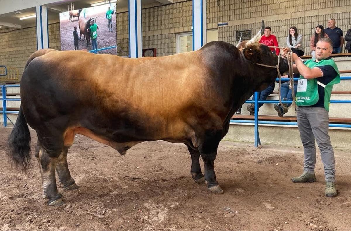 "Bolero", el campeón de tipo normal del concurso nacional de la raza asturiana de los valles.