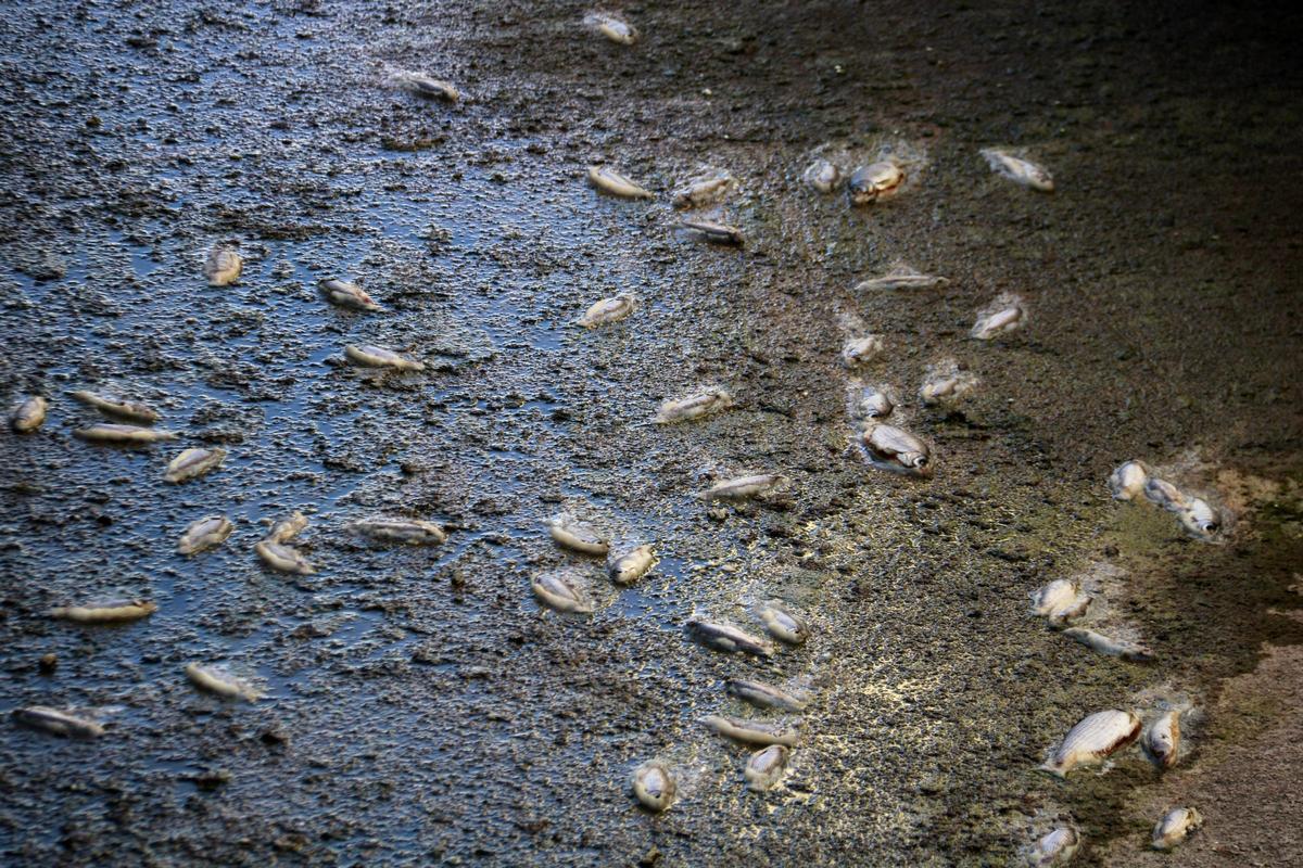 Denuncian la muerte de medio millar de peces en el canal Segarra-Garrigues a les Borges Blanques